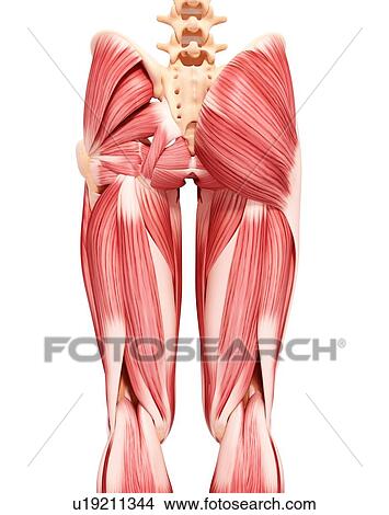 Human musculature, artwork View Large Illustration Stock Illustration - Human musculature, artwork. Fotosearch