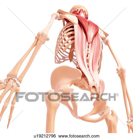 Stock Illustration - Human musculature, artwork. Fotosearch