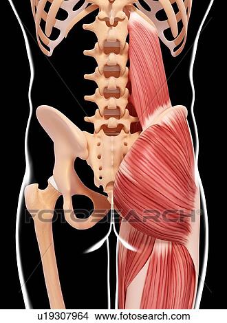 Human musculature, artwork View Large Illustration Stock Illustration - Human musculature, artwork. Fotosearch