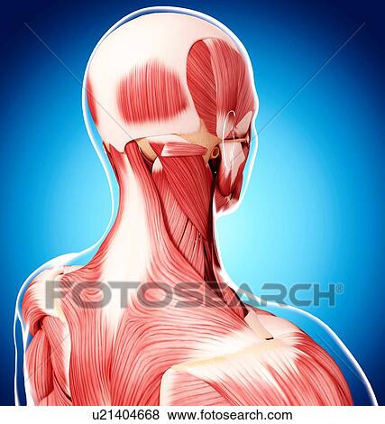 Stock Illustration - Human musculature, artwork. Fotosearch