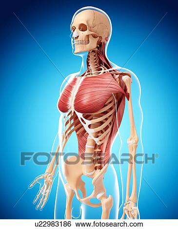 Stock Illustration - Human musculature, artwork. Fotosearch