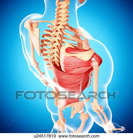 Human musculature, artwork View Large Illustration Stock Illustration - Human musculature, artwork. Fotosearch