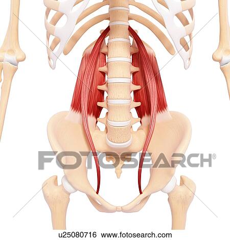 Human musculature, artwork View Large Illustration Stock Illustration - Human musculature, artwork. Fotosearch