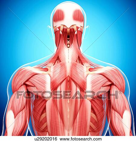 Human musculature, artwork View Large Illustration Stock Illustration - Human musculature, artwork. Fotosearch