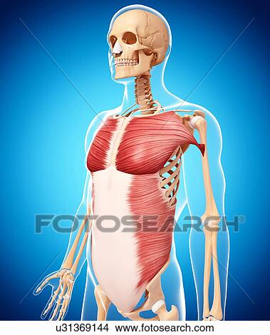 Human musculature, artwork View Large Illustration Stock Illustration - Human musculature, artwork. Fotosearch