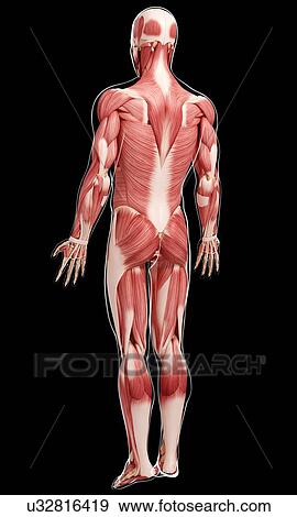 Human musculature, artwork View Large Illustration Stock Illustration - Human musculature, artwork. Fotosearch