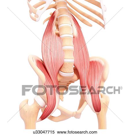 Stock Illustration - Human musculature, artwork. Fotosearch