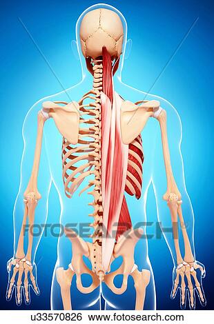 Human musculature, artwork View Large Illustration Stock Illustration - Human musculature, artwork. Fotosearch
