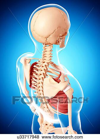 Human musculature, artwork View Large Illustration Stock Illustration - Human musculature, artwork. Fotosearch