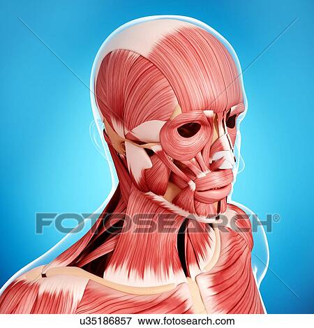 Stock Illustration - Human musculature, artwork. Fotosearch