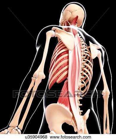 Human musculature, artwork View Large Illustration Stock Illustration - Human musculature, artwork. Fotosearch