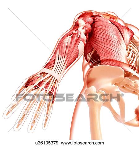 Stock Illustration - Human musculature, artwork. Fotosearch