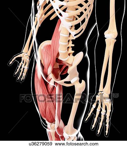 Stock Illustration - Human musculature, artwork. Fotosearch