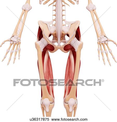 Human musculature, artwork View Large Illustration Stock Illustration - Human musculature, artwork. Fotosearch