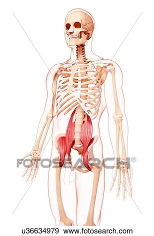 Stock Illustration - Human musculature, artwork. Fotosearch