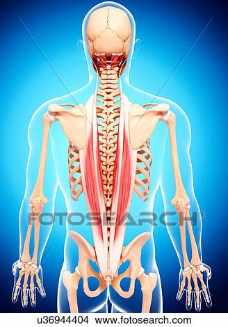Human musculature, artwork View Large Illustration Stock Illustration - Human musculature, artwork. Fotosearch