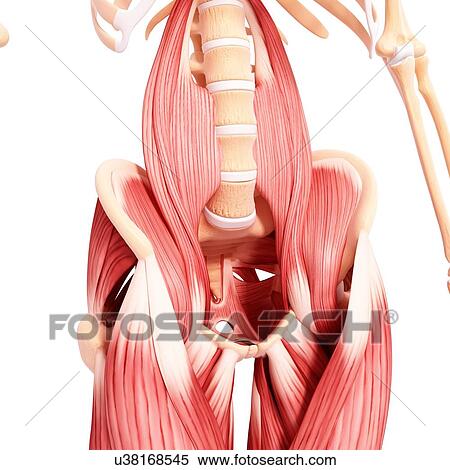 Stock Illustration - Human musculature, artwork. Fotosearch