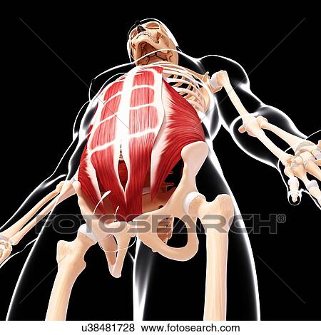 Human musculature, artwork View Large Illustration Stock Illustration - Human musculature, artwork. Fotosearch