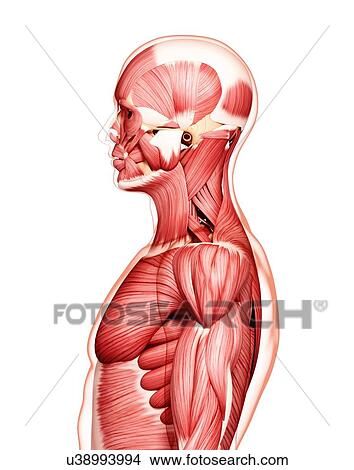 Human musculature, artwork View Large Illustration Stock Illustration - Human musculature, artwork. Fotosearch