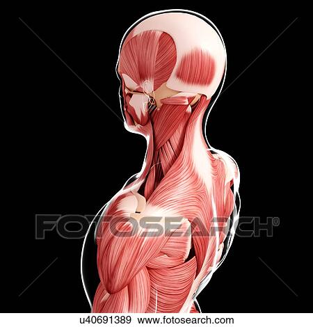 Human musculature, artwork View Large Illustration Stock Illustration - Human musculature, artwork. Fotosearch