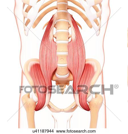 Human musculature, artwork View Large Illustration Stock Illustration - Human musculature, artwork. Fotosearch