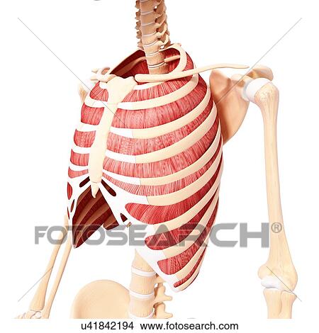 Stock Illustration - Human musculature, artwork. Fotosearch