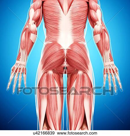 Stock Illustration - Human musculature, artwork. Fotosearch