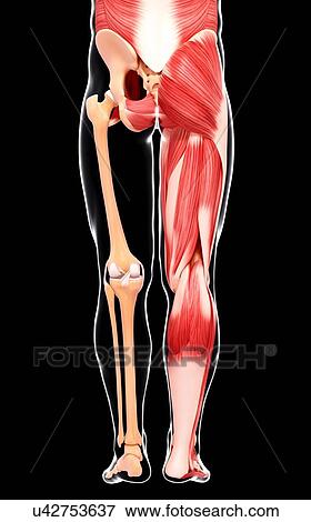 Stock Illustration - Human musculature, artwork. Fotosearch