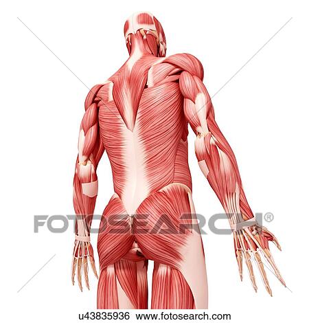 Stock Illustration - Human musculature, artwork. Fotosearch