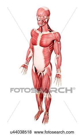 Human musculature, artwork View Large Illustration Stock Illustration - Human musculature, artwork. Fotosearch