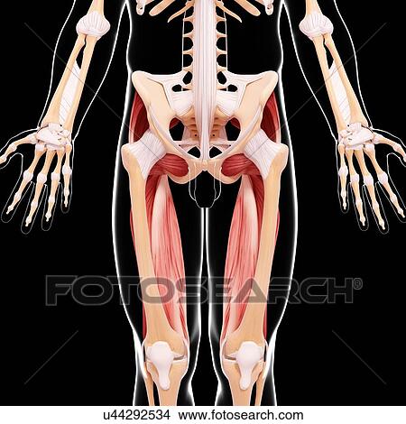 Human musculature, artwork View Large Illustration Stock Illustration - Human musculature, artwork. Fotosearch
