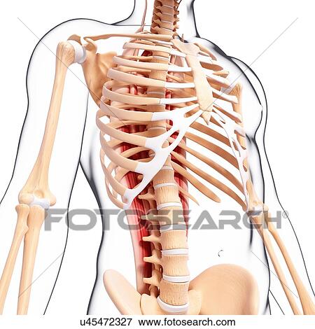 Human musculature, artwork View Large Illustration Stock Illustration - Human musculature, artwork. Fotosearch