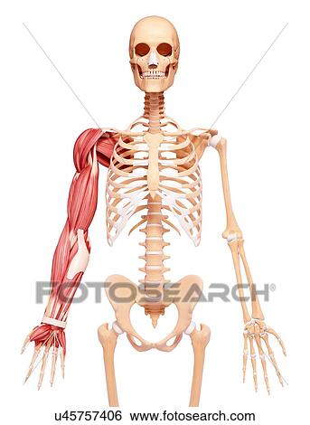Human musculature, artwork View Large Illustration Stock Illustration - Human musculature, artwork. Fotosearch