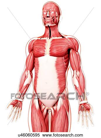 Human musculature, artwork View Large Illustration Stock Illustration - Human musculature, artwork. Fotosearch