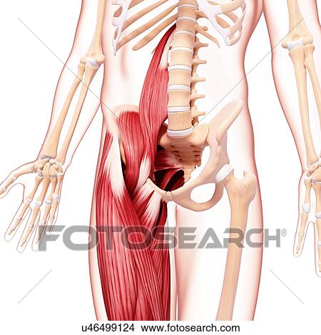 Stock Illustration - Human musculature, artwork. Fotosearch