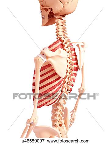 Human musculature, artwork View Large Illustration Stock Illustration - Human musculature, artwork. Fotosearch