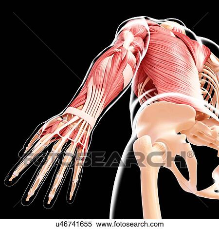 Stock Illustration - Human musculature, artwork. Fotosearch