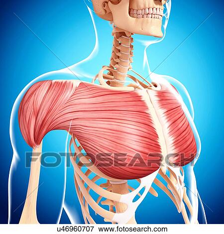 Human musculature, artwork View Large Illustration Stock Illustration - Human musculature, artwork. Fotosearch