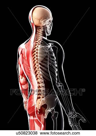 Stock Illustration - Human musculature, artwork. Fotosearch