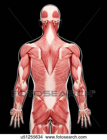 Human musculature, artwork View Large Illustration Stock Illustration - Human musculature, artwork. Fotosearch