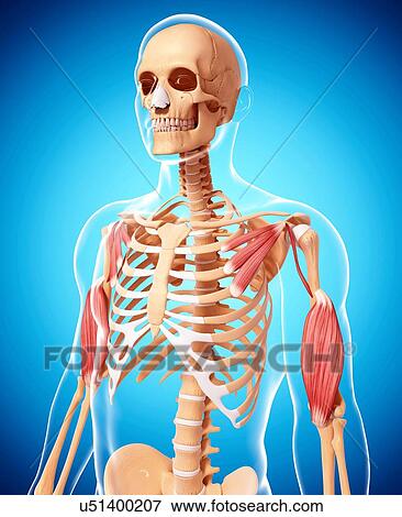 Stock Illustration - Human musculature, artwork. Fotosearch