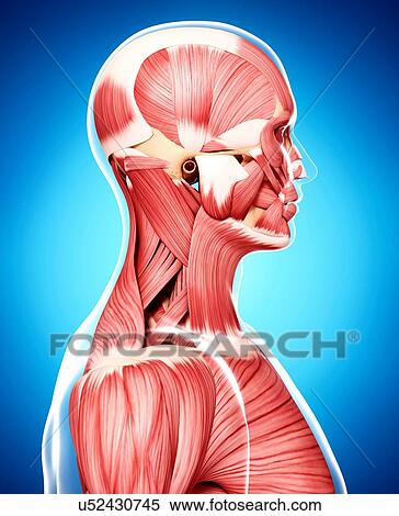 Human musculature, artwork View Large Illustration Stock Illustration - Human musculature, artwork. Fotosearch