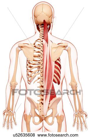 Stock Illustration - Human musculature, artwork. Fotosearch