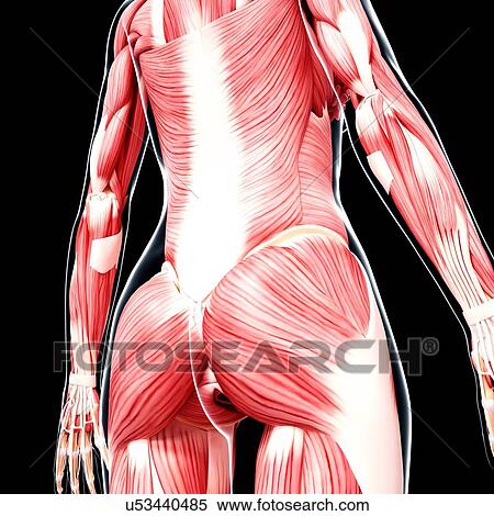 Human musculature, artwork View Large Illustration Stock Illustration - Human musculature, artwork. Fotosearch