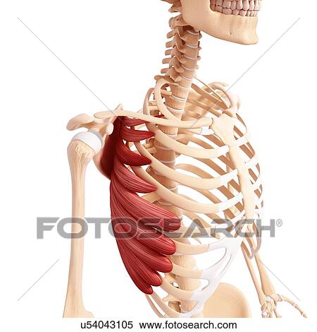 Human musculature, artwork View Large Illustration Stock Illustration - Human musculature, artwork. Fotosearch