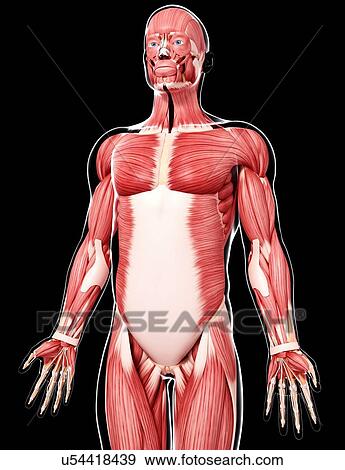 Human musculature, artwork View Large Illustration Stock Illustration - Human musculature, artwork. Fotosearch