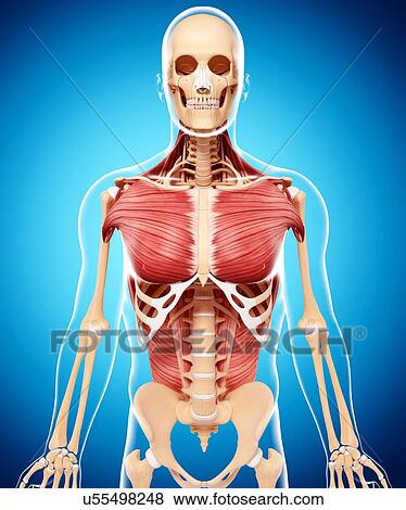Stock Illustration - Human musculature, artwork. Fotosearch
