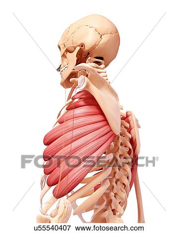 Stock Illustration - Human musculature, artwork. Fotosearch