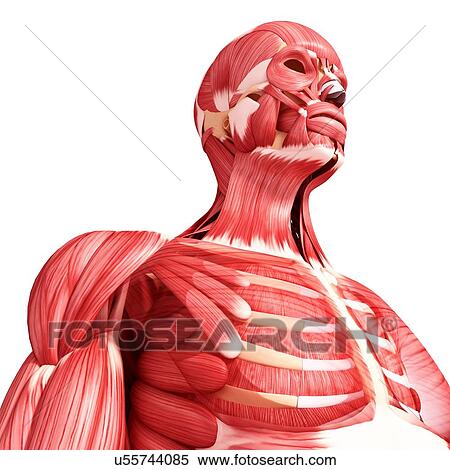 Human musculature, artwork View Large Illustration Stock Illustration - Human musculature, artwork. Fotosearch