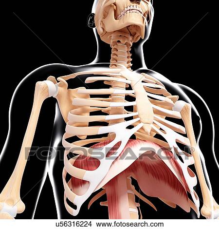 Human musculature, artwork View Large Illustration Stock Illustration - Human musculature, artwork. Fotosearch
